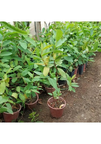 Bodur Sarı Guava Fidanı, Torbada