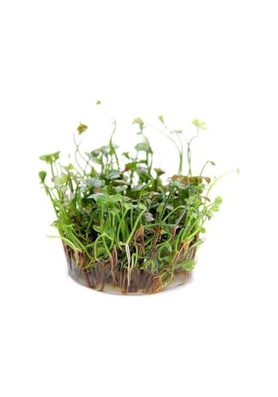 Marsilea Hirsuta In Vitro Canlı Bitki
