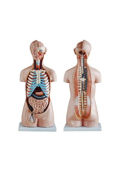 Insan Vücudu Modeli Torso 85Cm 20 Parça Cinsiyetsiz Tam Boy