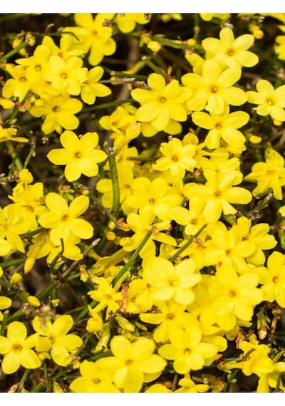 Videolu Çalı Sarı Yasemin Fidanı 1 Adet Saksılı/tüplü 40-60 Cm Jasminum Nudiflorum