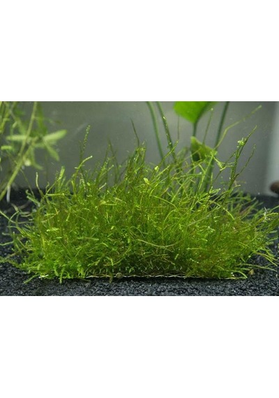 Java Moss 5X5 Cm Akvaryum