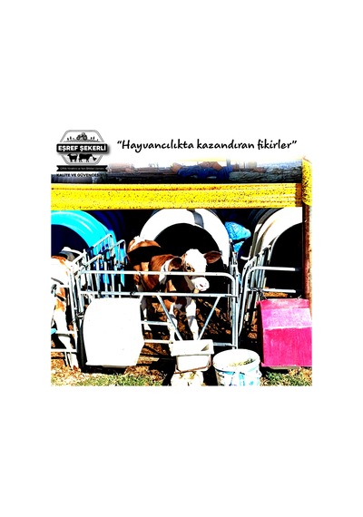 Sarı Sinekle Mücadele Bandı 30Cmx100 Metre