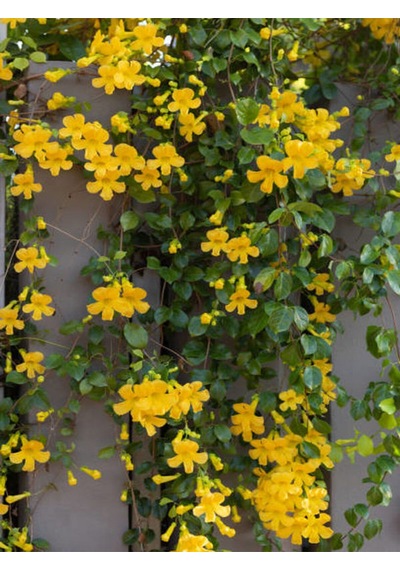 Videolu Sarı Çiçekli Yasemin 60 80cm 1 Adet Yasemin Jasminum Mesnyi Esthetic Architecture