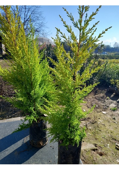 10 Adet Limon Çamı, Limon Servi 60-80 Cm. Siyah Poşette