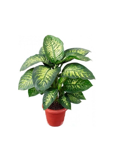 Difenbahya - Tropik 60-80 Cm 2 Adet