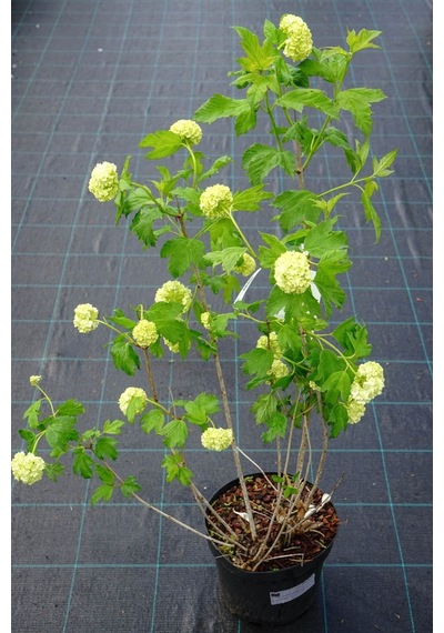 Viburnum Opulus Yaz Kartopu Bitkisi 5 Adet