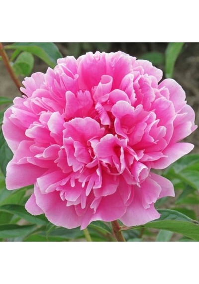 Koyu Pembe Peonies Şakayık Çiçeği Yumrusu 1 Adet