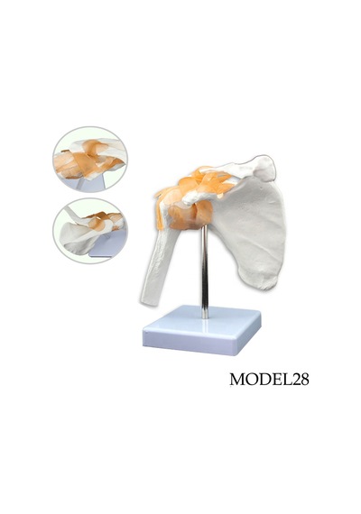 Omuz Maketi Model 28