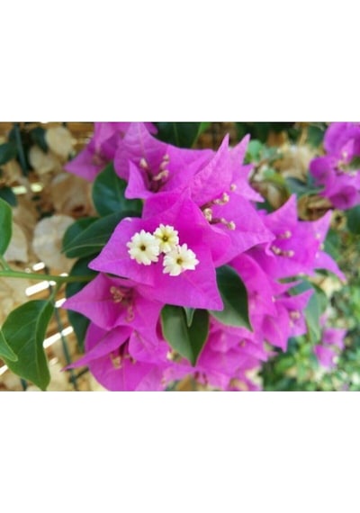1 Adet Koyu Pembe Begonvil Çiçeği 40-50 Cm Saksılı Çiçekli Bodur Bitkiler Bougainvillea
