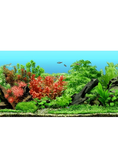 Köklendirici Sıvı Humik Fulvik %25 Ph:5-7 ( Bitkisel Enerji )