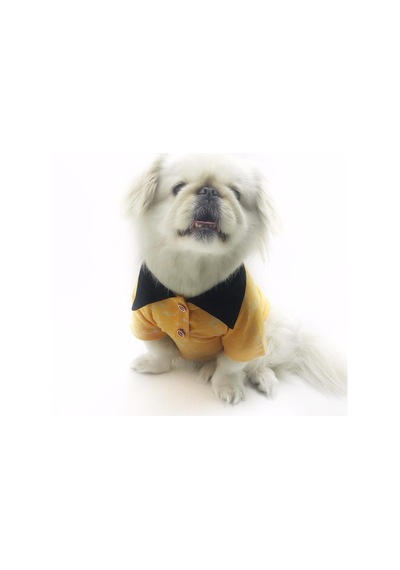 Orange Skies Polo Yaka Tişört Köpek Kıyafeti Köpek Elbisesi Orange Skies Polo Yaka Tişört Köpek Kıyafeti Köpek Elbisesi