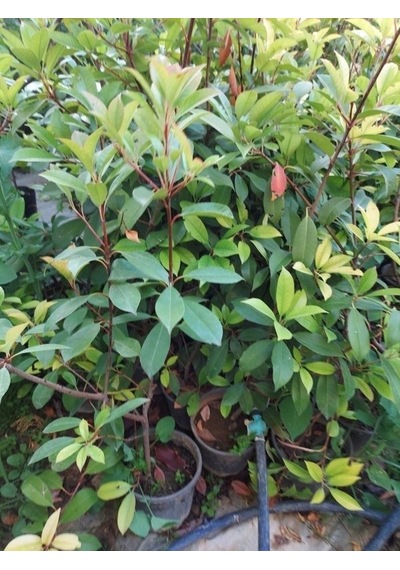 Tüplü   Kartopu Fidanı - Viburnum Lucidum Ağacı