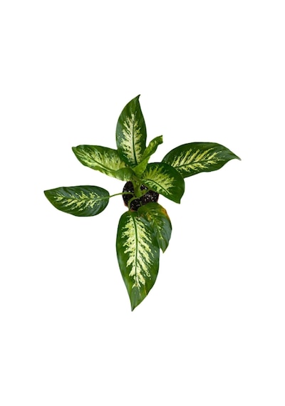 Serada Decor Plant Difenbahya Bitkisi - Dieffenbachia Tropical Snow 30 - 50 Cm