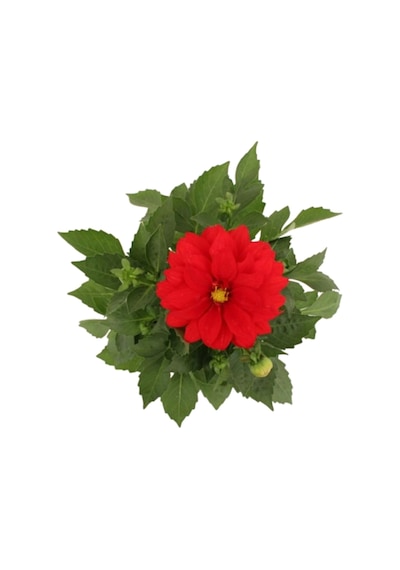 Dahlia - Yıldız Çiçeği - Dalya Bitkisi Kırmızı Renk Dış Mekan Balkon Bahçe Peyzaj