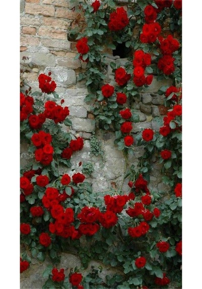 Videolu Kırmızı Sarmaşık Gül Fidanı 3 Adet Tüplü\saksılı 80-150 Cm Red Climbing Rose Sapling
