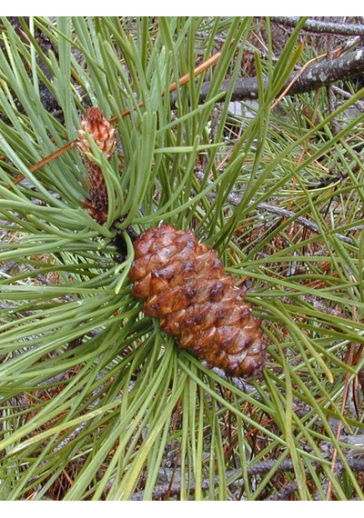 Aysenin Çam Terebentin / Pine Turpentine Oil 15 ML