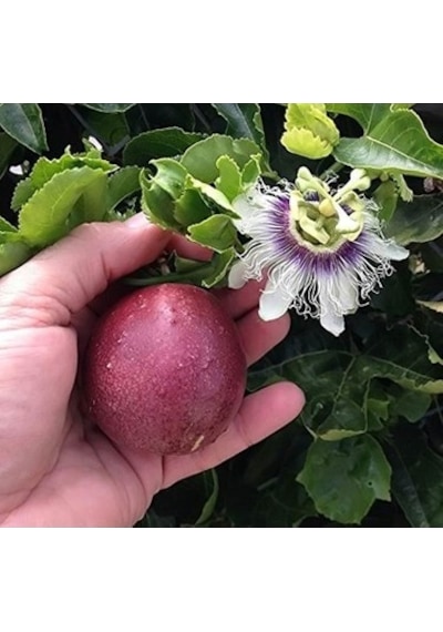 Tüplü Mavi Çiçekli Kokulu Passiflora Ağacı  Fidanı