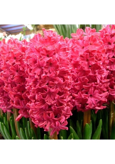Hyacinthus Anne Marie Sümbül Soğanı 3 Adet