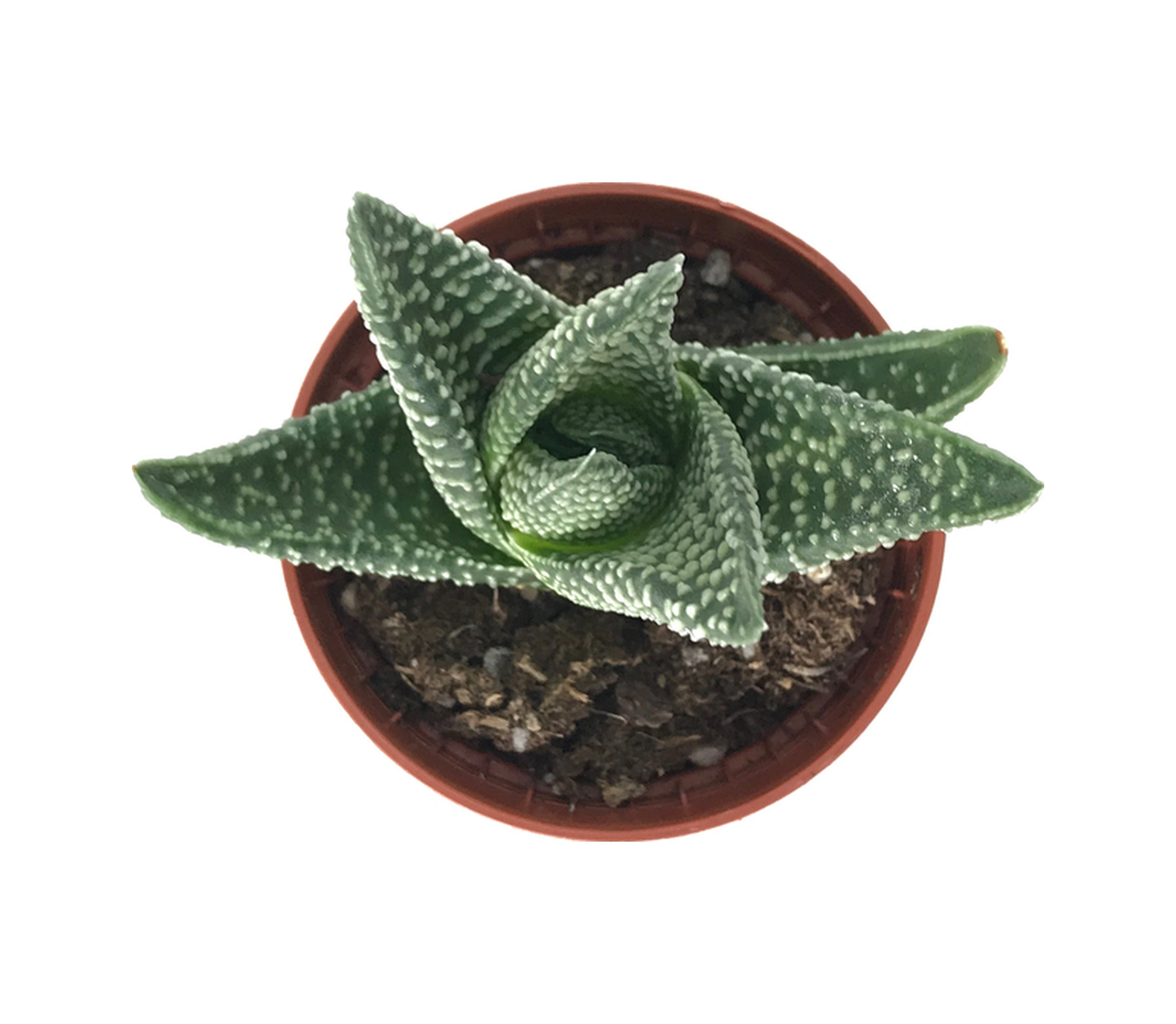Gasterhaworthia 'Royal Highness' (Sukulent) Ø5,5 CM Y0-10 CM