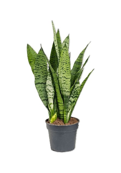 Formlu Yeşil Kılıç Çiçeği 1 Adet Saksılı 25-40cm Hava Temizleyici Bitki