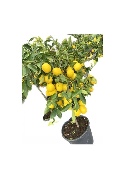 Saksılı Tam Bodur Limon Ağacı