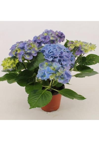 Ortanca – Hydrangea Macrophylla 20- 40cm -Mavi