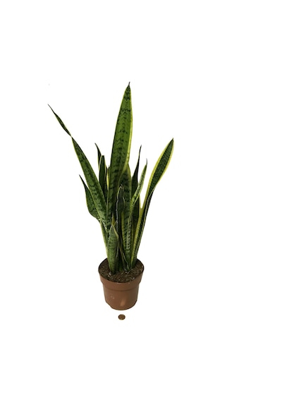 Sansevieria Trifasciata - Ev Ve Ofis Bitkisi N11.191