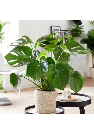 Monstera -  Deve Tabanı 60-80 cm