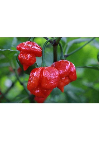 Acı Trinidad Scorpion Biber Tohumu Ekim Seti 5 Tohum +Saksı+Topra