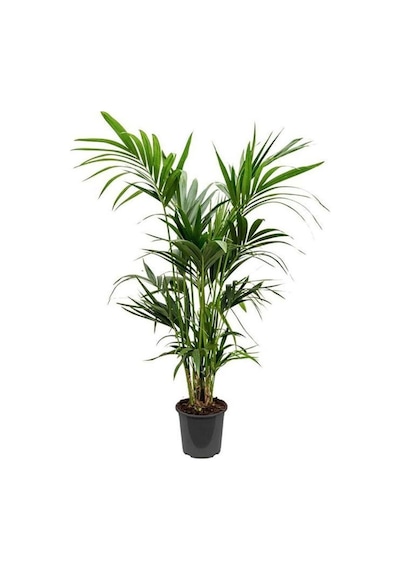 Videolu Areka Palmiyesi 1 Adet Saksılı/ Tüplü 80-110cm Iç Mekan Salon Palmiyesi Areca Palm