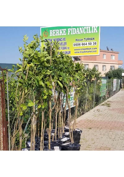 7 Yaş Aşılı Yediveren Limon Fidanı. Saksıda