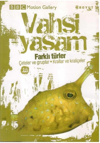 Bbc Motion Gallery - Vahşi Yaşam Farklı Türler Çeteler Ve Gruplar Krallar Ve Kraliçeler - Dvd