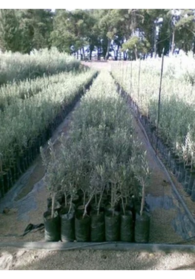 Videolu 10'lu Zeytin Fidanı 30-40 Cm Tüplü Iç Mekan Bitkileri Olive Sapling