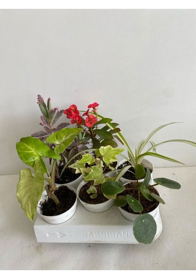 6'lı Bitki Seti Melek Kanadı+aşkın Göz Yaşı+hedera+kırmızı Milli Dikenler Tacı+pilea+kurdele