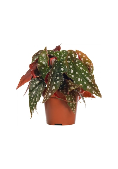 Saksılı Çilli Begonya Fidanı Canlı Çiçek 10-20 Cm