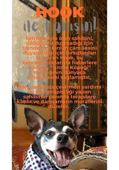 Petjoo 7.Hook Gri-Turuncu Qr'lı Köpek Künyesi