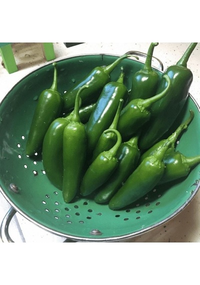 Meksika Extreme Acı Jalapone Biber Fidesi 5 Adet