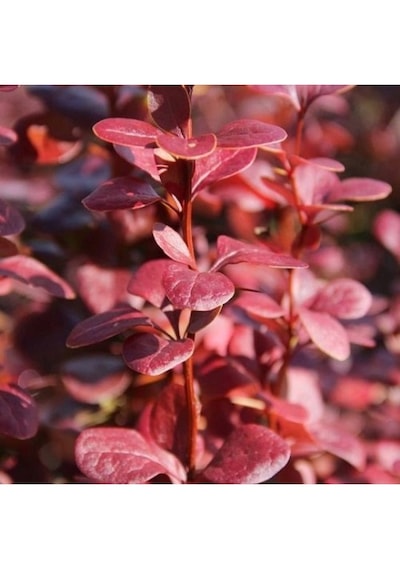 Berberis Thunbergii Red Rocket Red Roket Kadıntuzluğu 25-40 Cm