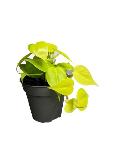 Philodendron Scandens Lemon 12 Cm Saksıda