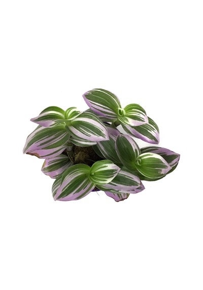 Tradescantia 'Nanouk' (Telgraf Çiçeği) Ø8,5 CM Y10-15 CM