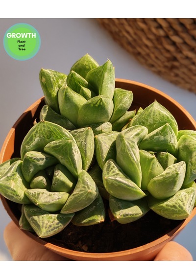 Haworthia Cymbiformis Sukulent 1 Adet