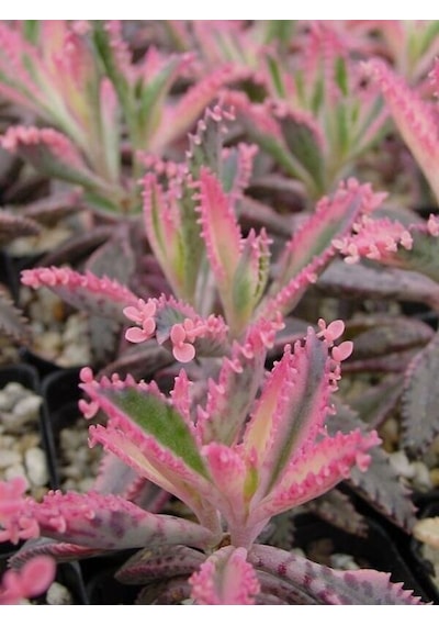 Serada Decor Plant Pembe Aşkın Gözyaşı Kaktüs Ve Sukulent Pink Butterflies Kalanchoe 5.5 Saksı
