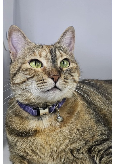 Ayarlanabilir - Sesli Zilli- Lila Kedi Tasması 12 Farklı Renk Seçeneği -kedi Boyun Tasması