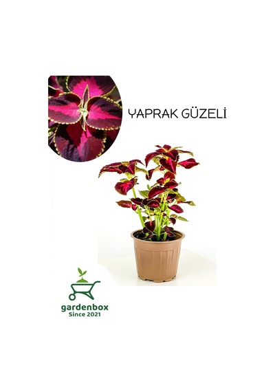 Yaprak Güzeli Kolyos Çiçeği Saksılı 15-25cm