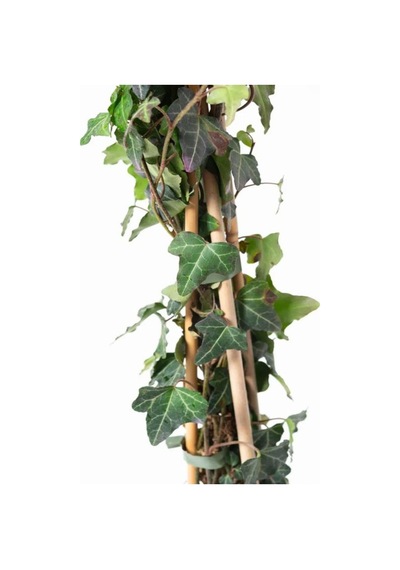Hedera Helix Yeşil Orman Sarmaşığı 40-60 Cm Gölgeye Uyumlu Bitki