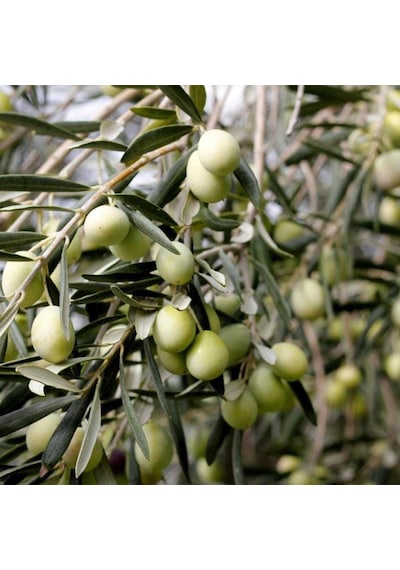 Kırmalık ve Çizmelik Akhisar Uslu Zeytin Fidanı
