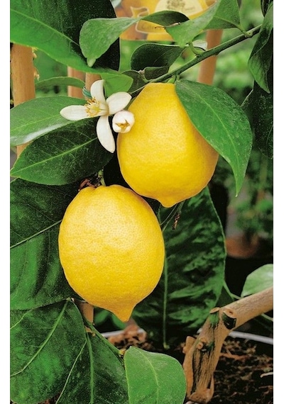 1 Kg Taze Limon