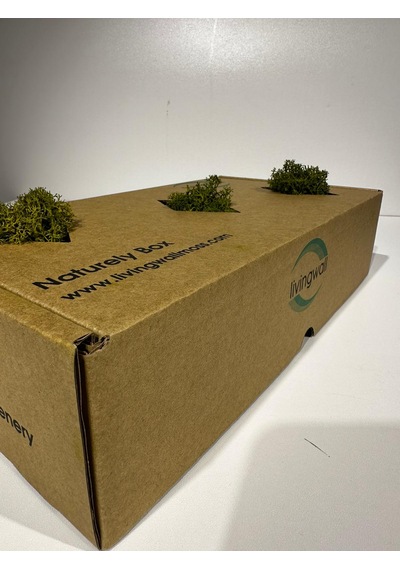 Reindermoss Şoklanmış Norveç Yosunu Terarium Yosunu Midium Green 500 Gr.