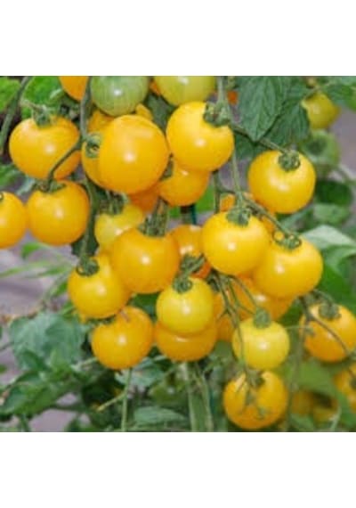 Cherry Saksılık Sarı Domates Tohumu 5 Tohum + Tohu