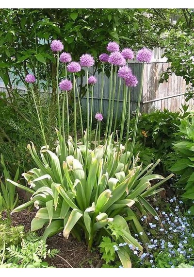 20 Adet Purple Gıant Allıum Tohumu